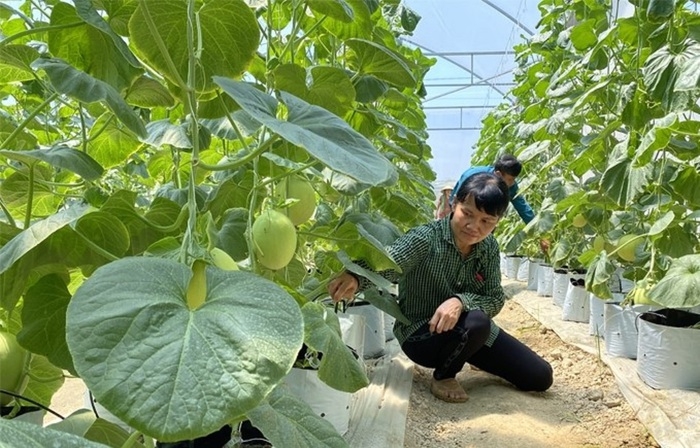 Các HTX Thanh Hóa tăng cường ứng dụng KHCN, CĐS trong sản xuất - Ảnh 1.